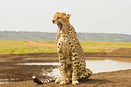 Cover Image of cheetah