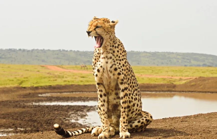 11 Days 10 Nights Kenya and Tanzania Wildlife Safari.