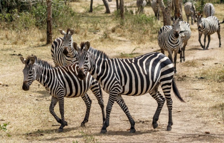7 days 6 nights Kenya wildlife safari.