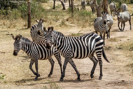 2 Days Lake Mburo NP