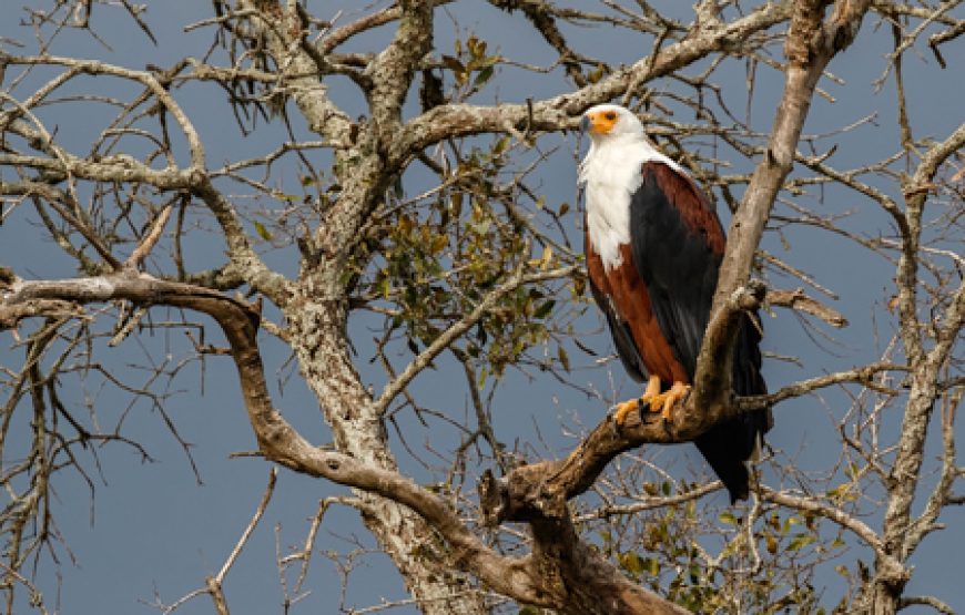 2 Days Lake Mburo NP