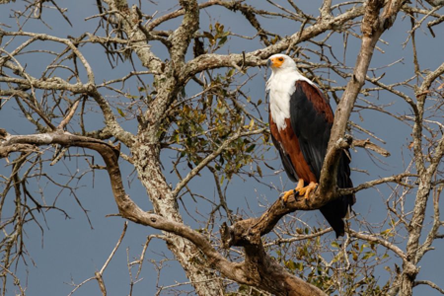 7 Days Kidepo Valley NP & Murchison Falls NP