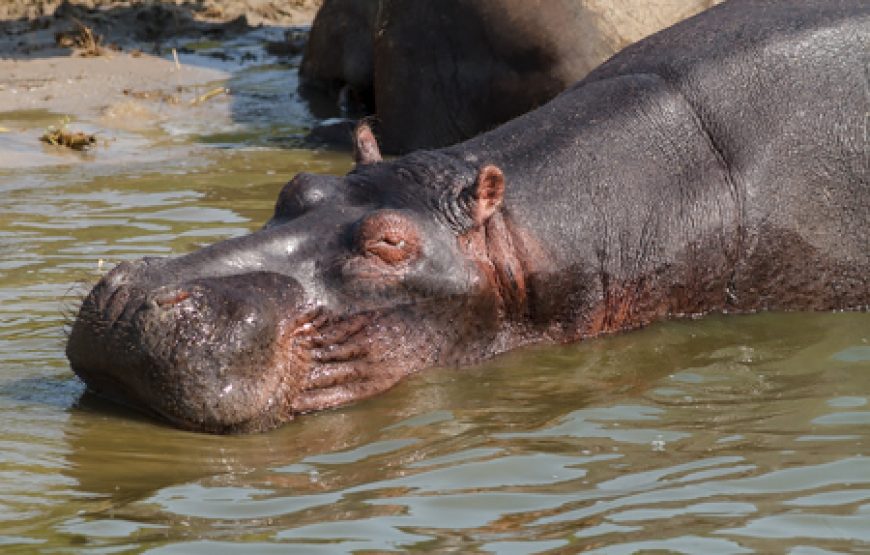 3 Days Queen Elizabeth NP