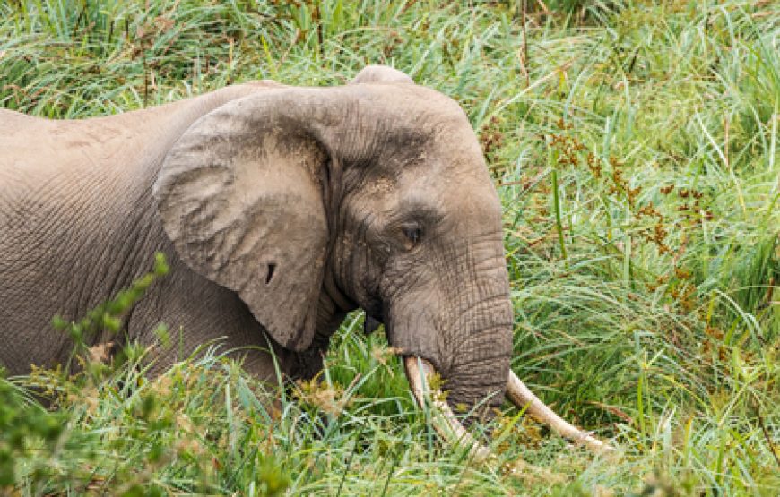 6 Days Lake Mburo National Park and Bwindi Gorilla Safari