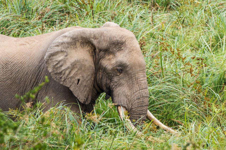 11 Days and 10 Nights Kenya Tanzania Safari