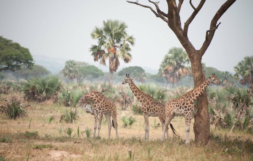 12 Days Uganda Utimate Safari