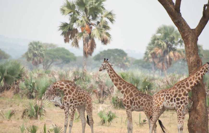 3 Days Murchison Falls NP