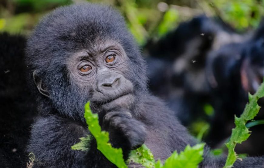 5 Days Uganda Golden Monkeys and Chimpanzee Safari
