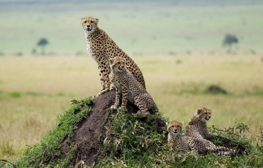 11 Days 10 Nights Kenya and Tanzania Wildlife Safari.