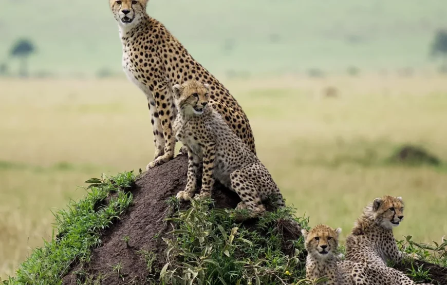 11 Days 10 Nights Kenya and Tanzania Wildlife Safari.