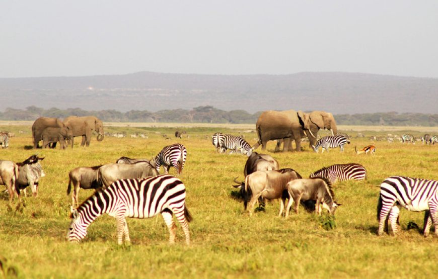 11 Days 10 Nights Kenya and Tanzania Wildlife Safari.