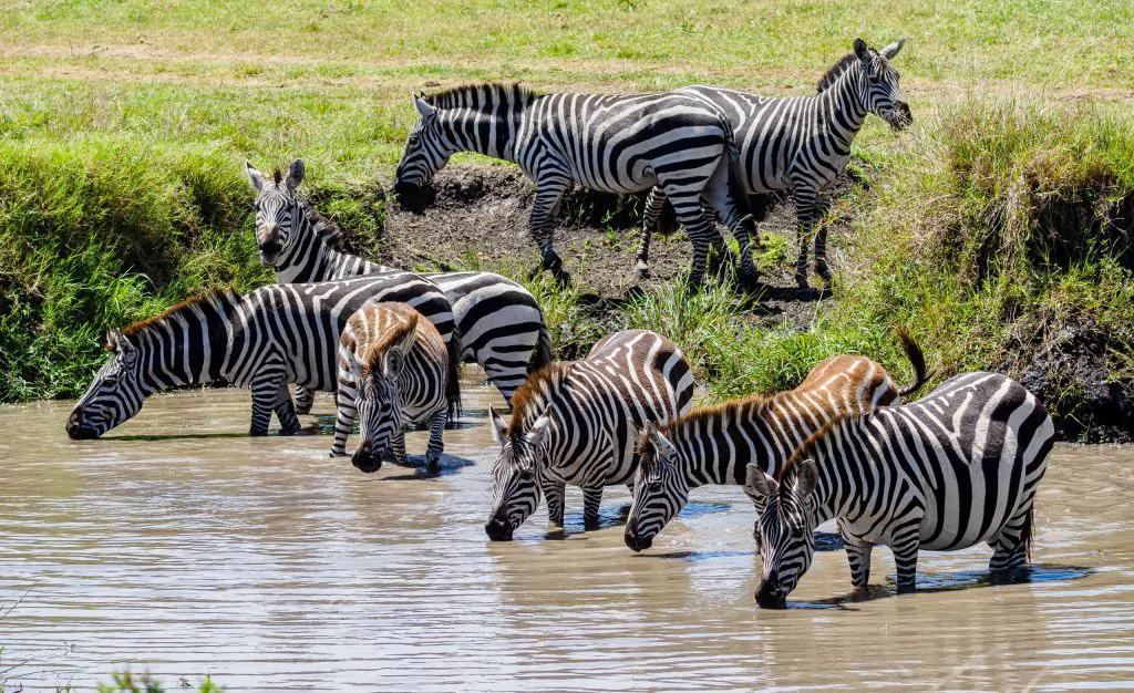 Day 6: Masai mara National Reserve