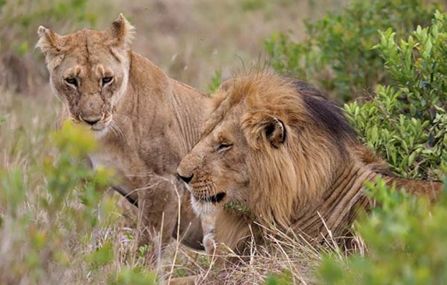 7 days 6 nights Kenya wildlife safari.