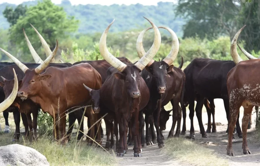 5 Days Uganda Christmas Holiday