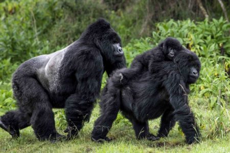4 Days Uganda Gorillas and Golden Monkey Safari