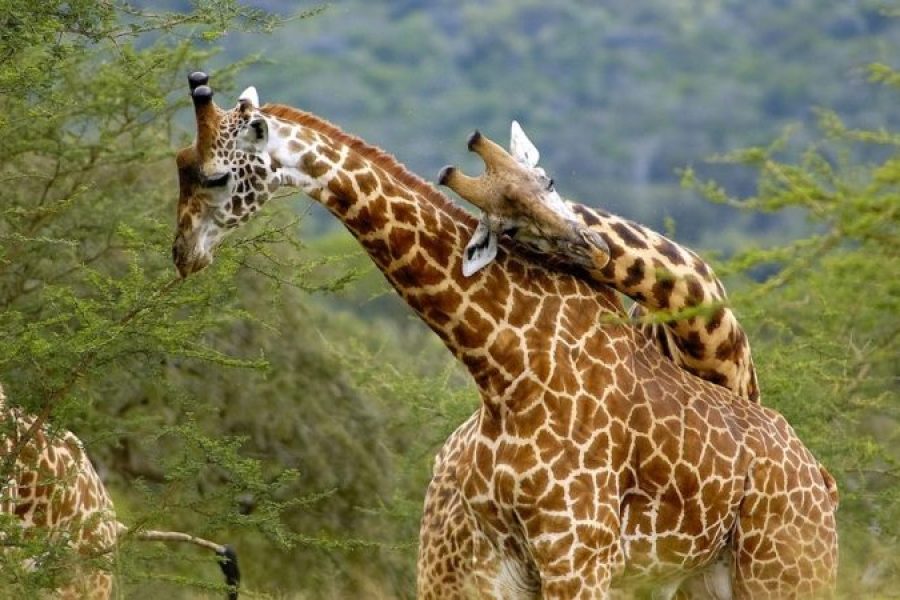 3 Days Queen Elizabeth National Park Wildlife Safari