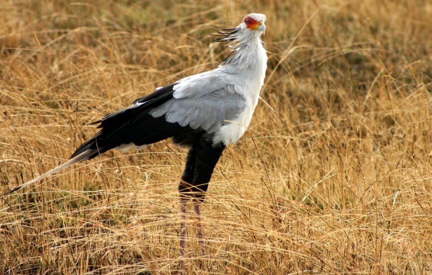 12 Days Uganda Utimate Safari