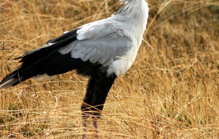 3 Days Murchison Falls NP