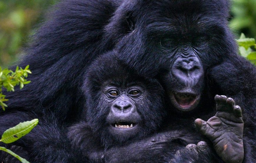 3 Days Gorilla Trekking Safari in Mgahinga National Park