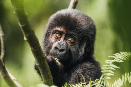 5 Days Uganda Golden Monkeys and Chimpanzee Safari