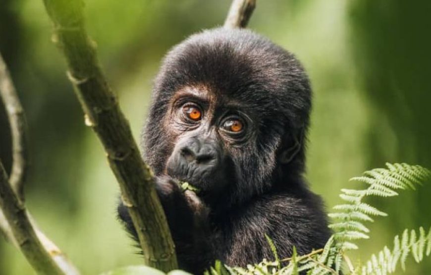 5 Days Uganda Golden Monkeys and Chimpanzee Safari
