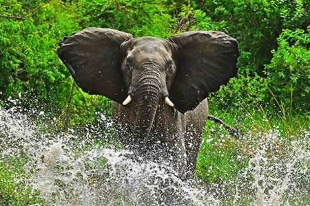 11 Days Uganda Wildlife Safari