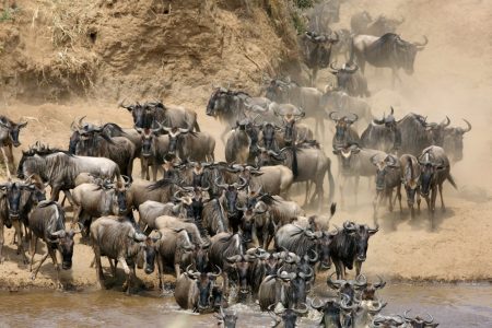 Wildebeest Mara river
