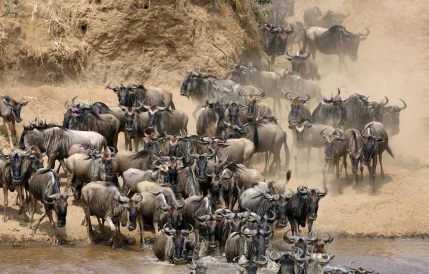 3-Day 2 nights Masai Mara Only