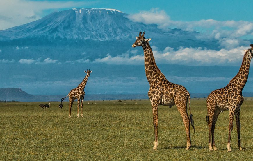 7 days 6 nights Kenya wildlife safari.