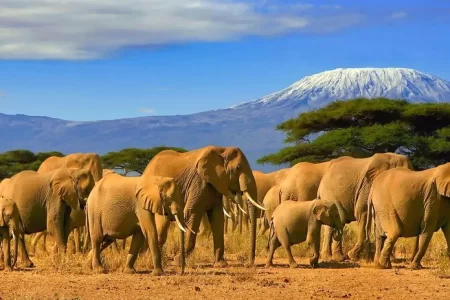 amboseli park e