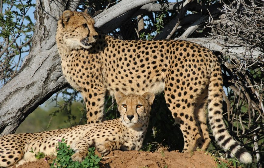 9 Days 8 Nights Kenya and Tanzania Standard Wildlife Safari.