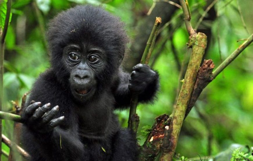 4 Days Uganda Golf and Gorilla Trekking Safari