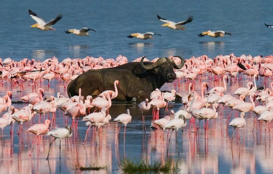 4-Day Kenya Masai Mara and Lake Nakuru Safari