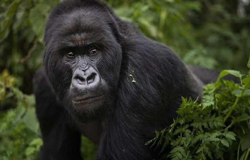 7 Days Gorillas, Chimps & QENP