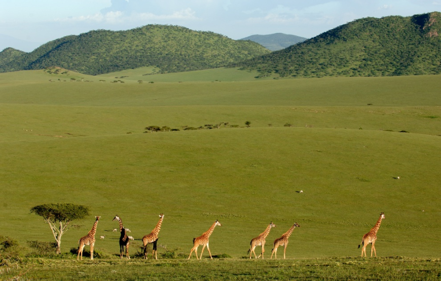 Excellent 8 Days 7 Nights Tanzania Wildlife Safari.