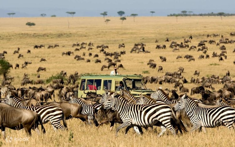 Day 1: Nairobi Airport to Masai Mara