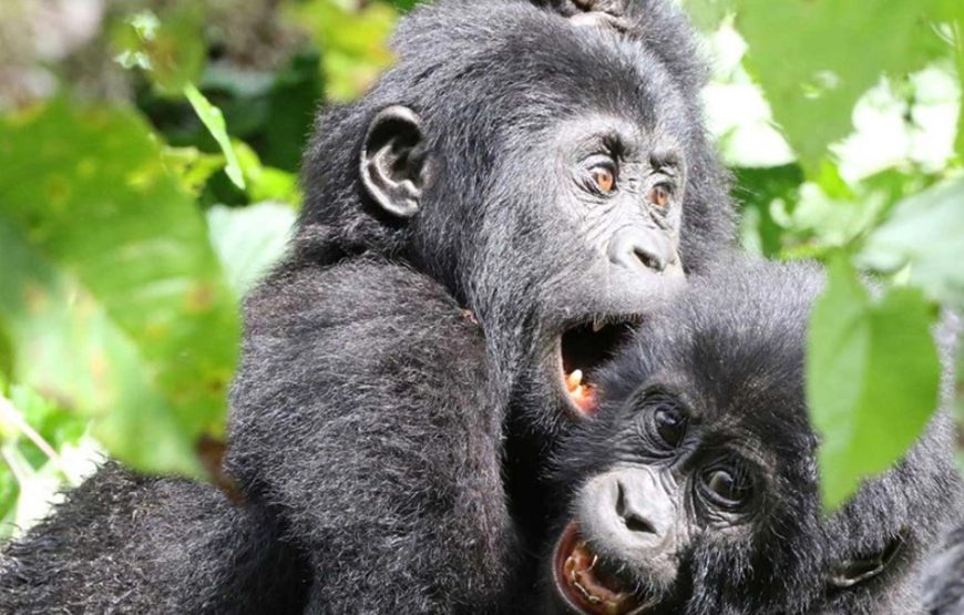3 Days Gorilla Encounter and Bunyonyi