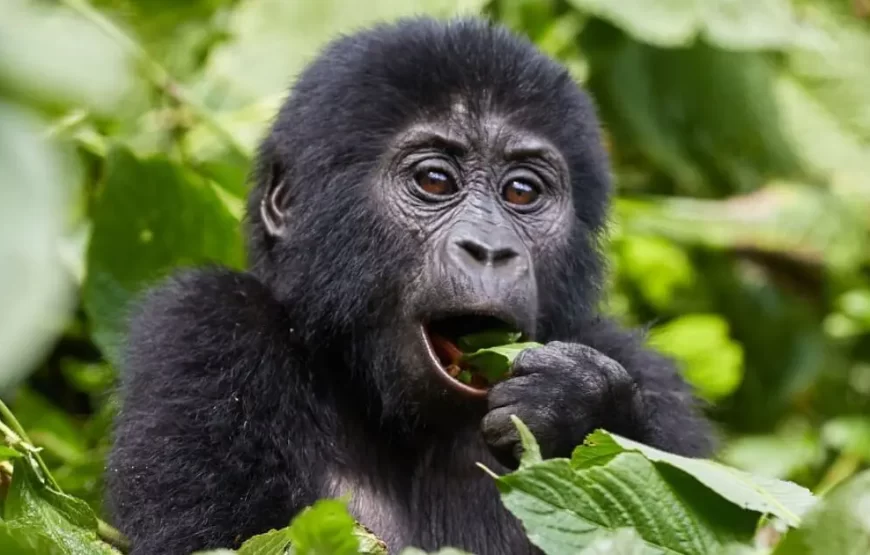 7 Days Gorillas, Chimps & QENP