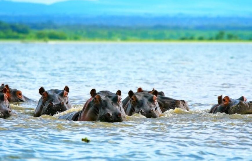 4-Day Kenya Masai Mara and Lake Nakuru Safari