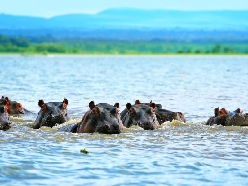 Day 3: Lake Naivasha / Hells Gate National Park