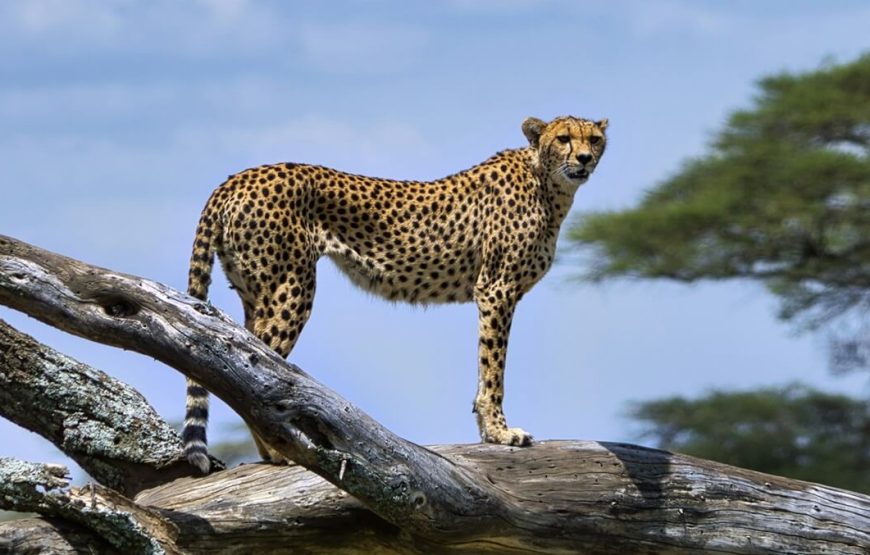 Excellent 7 Days 6 Nights Tanzania Wildlife Safari.