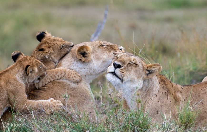 7 days 6 nights Kenya wildlife safari.