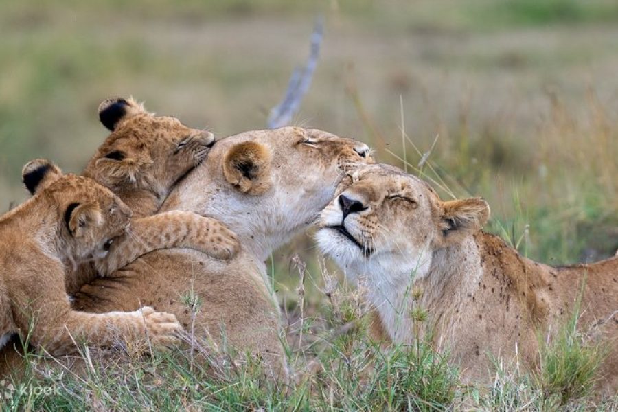 7 days 6 nights Kenya wildlife safari.