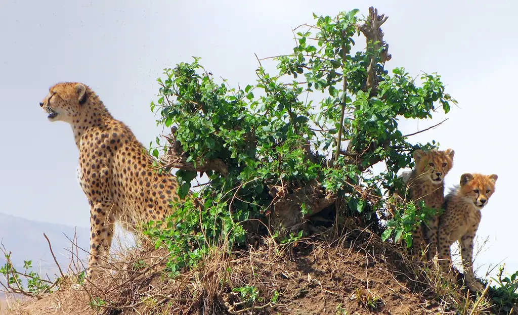 Day 2: Amboseli National Park Adventure