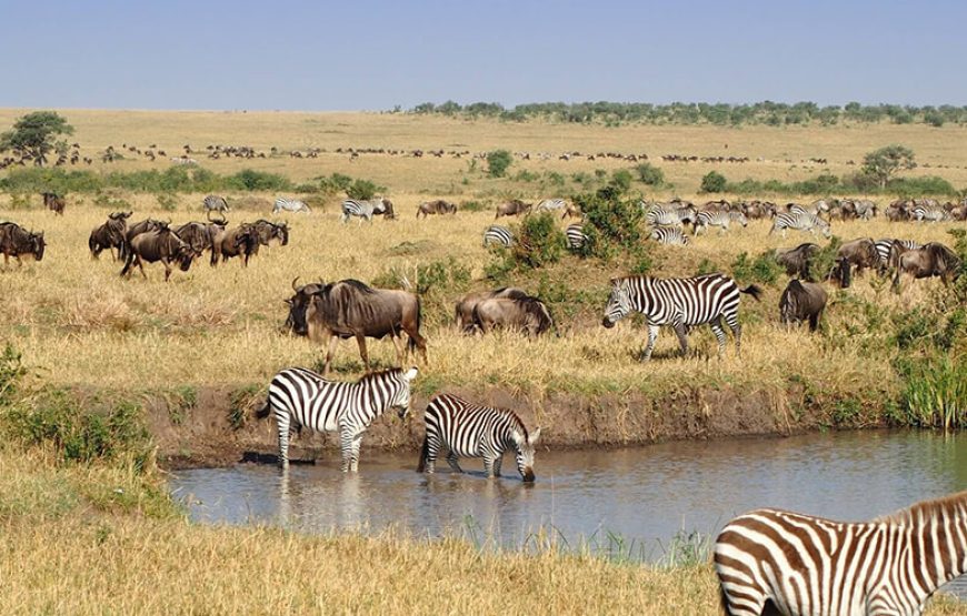 5-Day Masai Mara Budget Safari