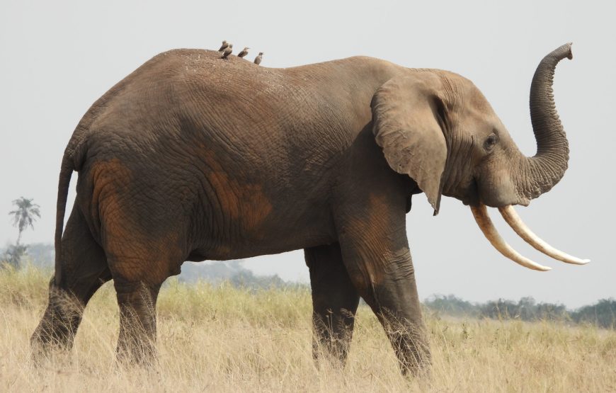 6-Day Kenya Amboseli National Park Wildlife Safari