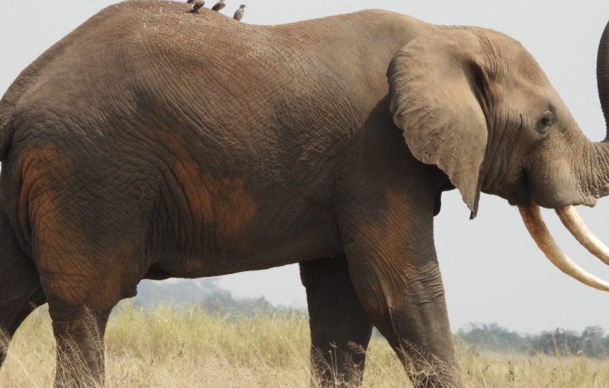6-Day Kenya Amboseli National Park Wildlife Safari