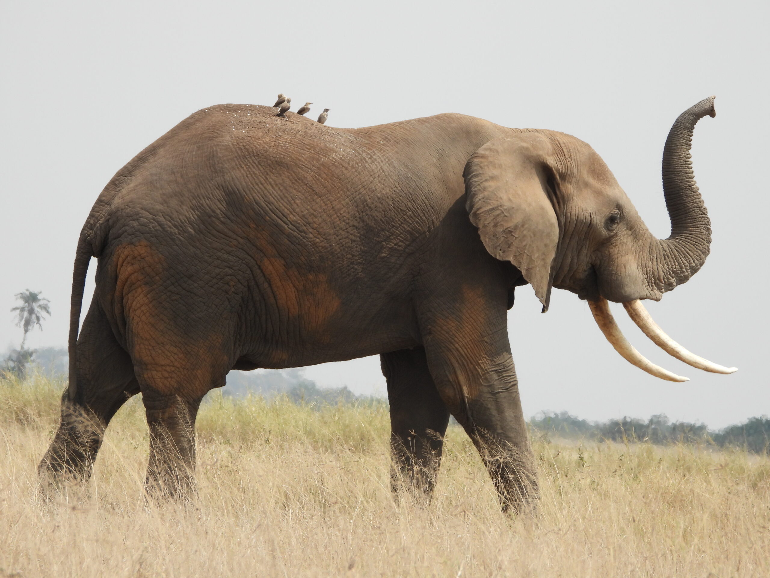 Day 1: Nairobi Airport –Amboseli National Park