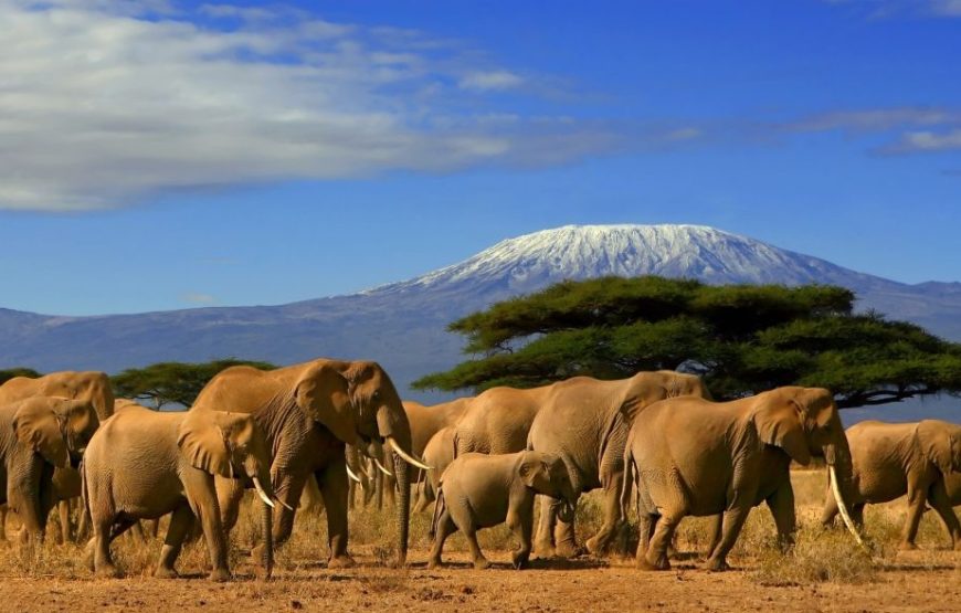 4-Day Nairobi – Amboseli Budget Safari