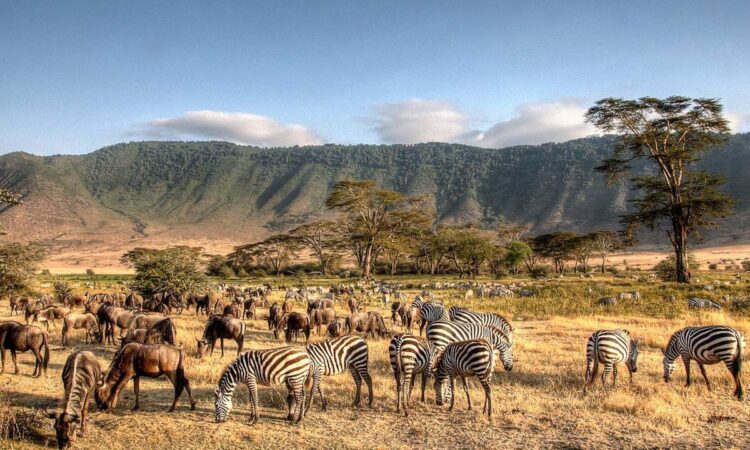 Day 5: Serengeti – Ngorongoro National Park